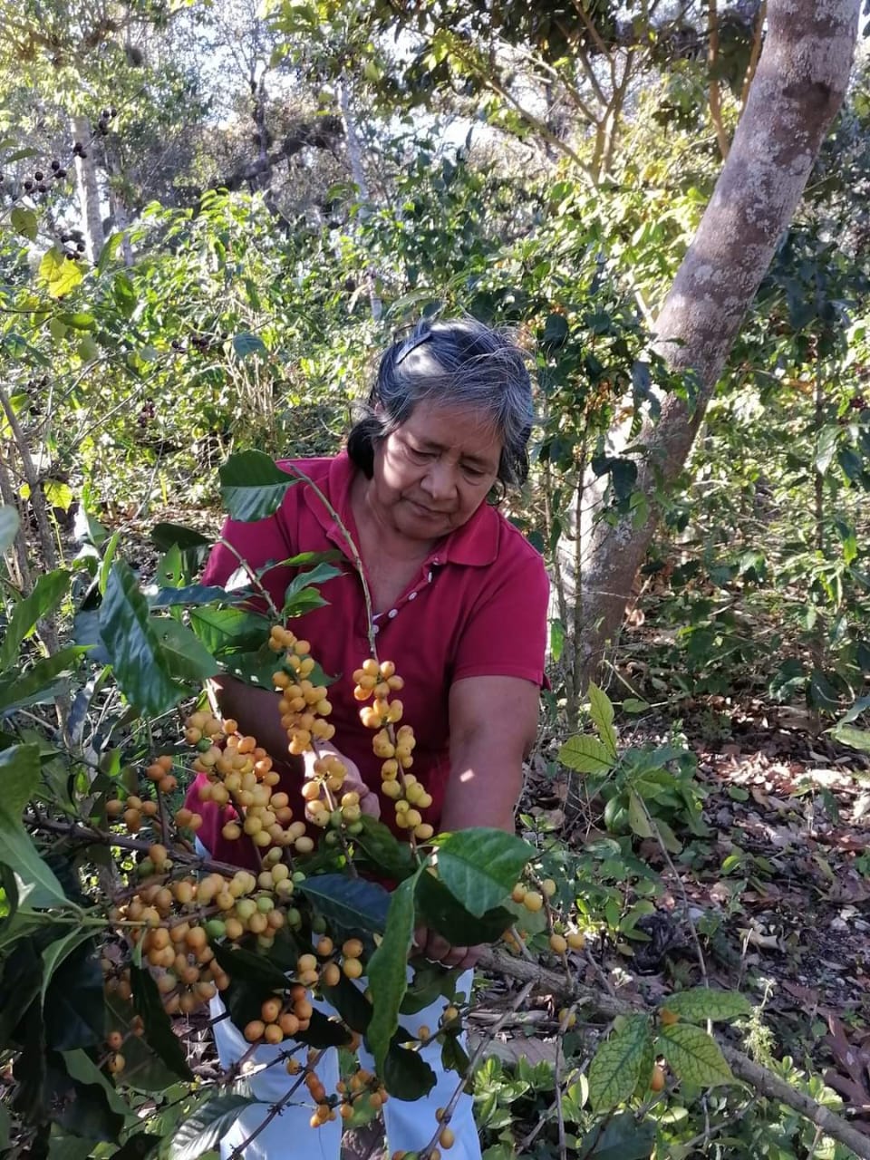 CHIAPAS – MARÍA LUISA VELÁZQUEZ